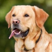 Pets Essentials